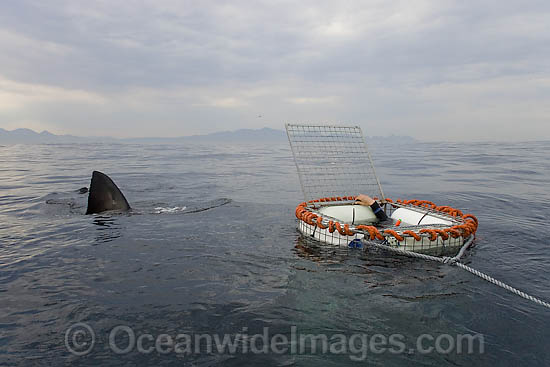 Great White Shark (Carcharodon carcharias) on the surface approaching a shark cage used by divers to observe sharks. Seal Island, False Bay, South Africa. Protected species. Photo - Chris & Monique Fallows Great White Shark (Carcharodon carcharias) on the surface approaching a shark cage used by divers to observe sharks. Seal Island, False Bay, South Africa. Protected species. Photo - Chris & Monique Fallows