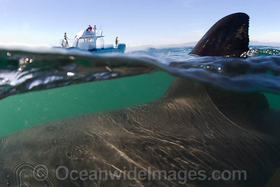 Great White Shark dorsal fin photo