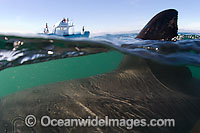 Great White Shark dorsal fin Photo - Chris & Monique Fallows