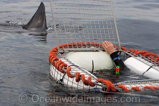 Great White Shark (Carcharodon carcharias) on the surface approaching a shark cage used by divers to observe sharks. Seal Island, False Bay, South Africa. Protected species. Photo - Chris & Monique Fallows Great White Shark (Carcharodon carcharias) on the surface approaching a shark cage used by divers to observe sharks. Seal Island, False Bay, South Africa. Protected species. Photo - Chris & Monique Fallows