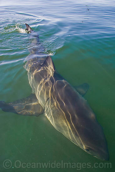 Great White Shark on surface photo