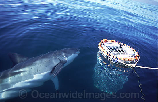 Great White Shark near shark cage photo
