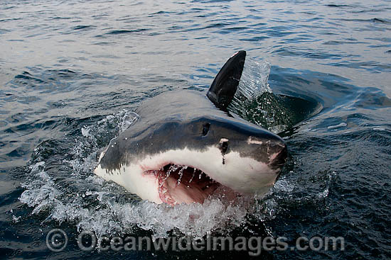 Great White Shark jaws photo