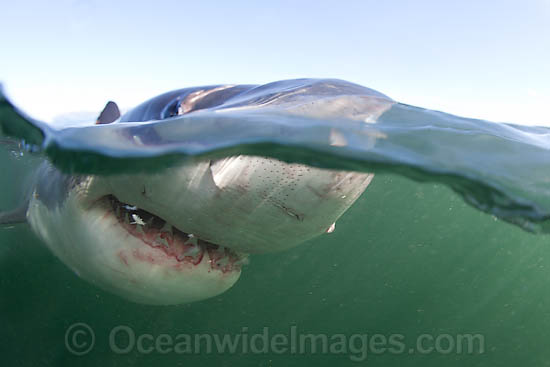 Great White Shark (Carcharodon carcharias). Seal Island, False Bay, South Africa. Protected species. Listed as Vulnerable Species on the IUCN Red List. Photo - Chris & Monique Fallows