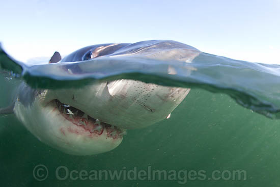 Great White Shark (Carcharodon carcharias). Seal Island, False Bay, South Africa. Protected species. Listed as Vulnerable Species on the IUCN Red List. Photo - Chris & Monique Fallows Great White Shark (Carcharodon carcharias). Seal Island, False Bay, South Africa. Protected species. Listed as Vulnerable Species on the IUCN Red List. Photo - Chris & Monique Fallows