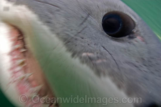 Great White Shark jaws underwater photo