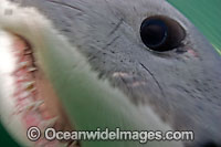 Great White Shark jaws underwater Photo - Chris & Monique Fallows