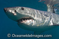 Great White Shark underwater Photo - Chris & Monique Fallows