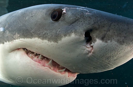 Great White Shark (Carcharodon carcharias). Seal Island, False Bay, South Africa. Protected species. Listed as Vulnerable Species on the IUCN Red List. Photo - Chris & Monique Fallows Great White Shark (Carcharodon carcharias). Seal Island, False Bay, South Africa. Protected species. Listed as Vulnerable Species on the IUCN Red List. Photo - Chris & Monique Fallows