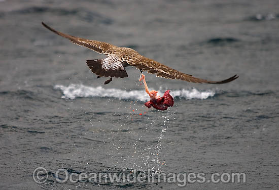 Cape Gull feeding on Seal entrails photo