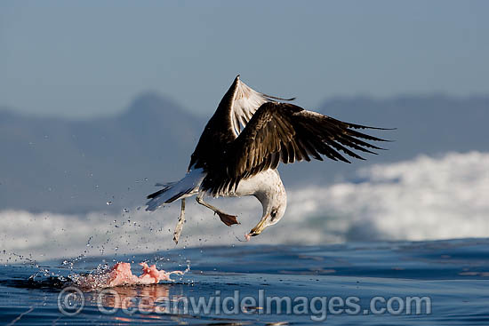 Cape Gull feeding on Seal entrails photo