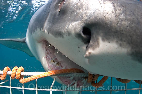 Great White Shark biting cage photo