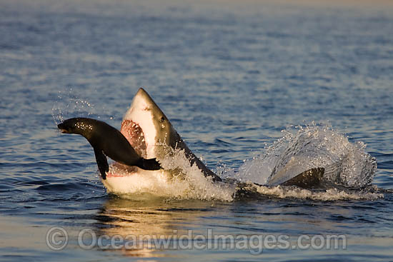 Great White Shark hunting seal photo