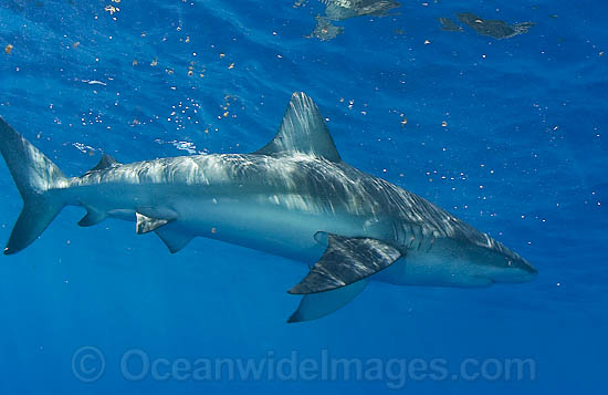 Pigeye Shark photo Pigeye Shark photo