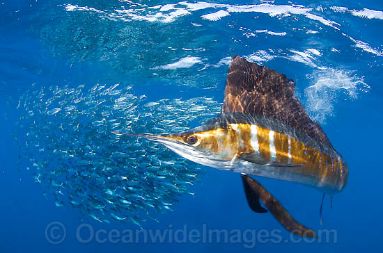 Sailfish feeding on sardines photo