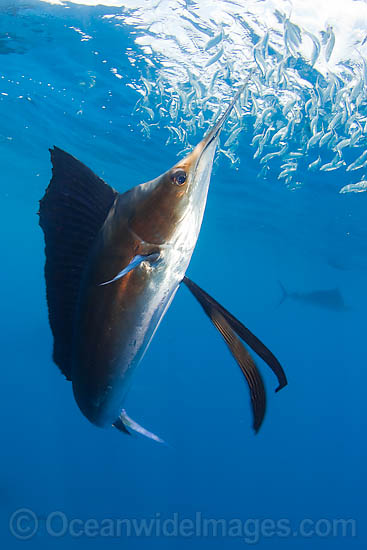 Sailfish feeding on sardines photo Sailfish feeding on sardines photo