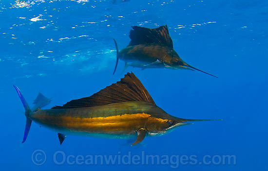 Sailfish feeding on schooling sardines photo