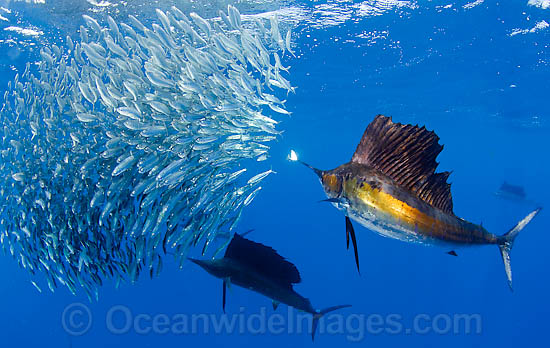 Sailfish feeding on sardines photo