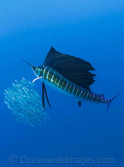 Sailfish feeding on schooling sardines photo