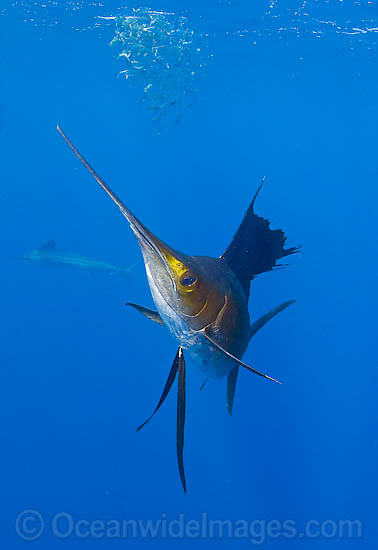 Sailfish feeding on sardines photo