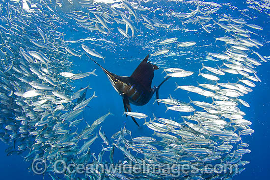 Sailfish feeding on sardines photo Sailfish feeding on sardines photo