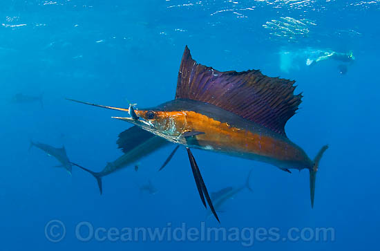 Sailfish feeding on schooling sardines photo