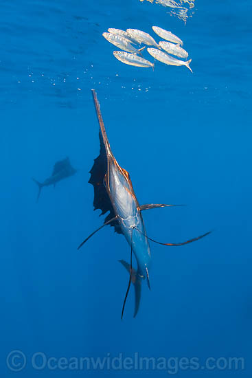 Sailfish feeding on sardines photo