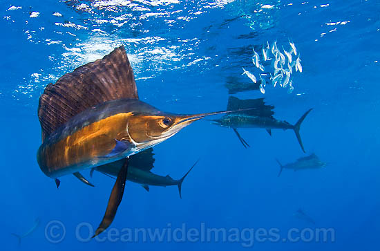 Atlantic Sailfish (Istiophorus albicans) feeding on Sardines. Also known as Billfish. Found in the Atlantic Oceans and the Caribbean Sea. Photo - Chris & Monique Fallows Atlantic Sailfish (Istiophorus albicans) feeding on Sardines. Also known as Billfish. Found in the Atlantic Oceans and the Caribbean Sea. Photo - Chris & Monique Fallows