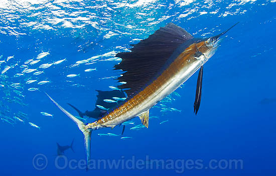 Sailfish feeding on schooling sardines photo