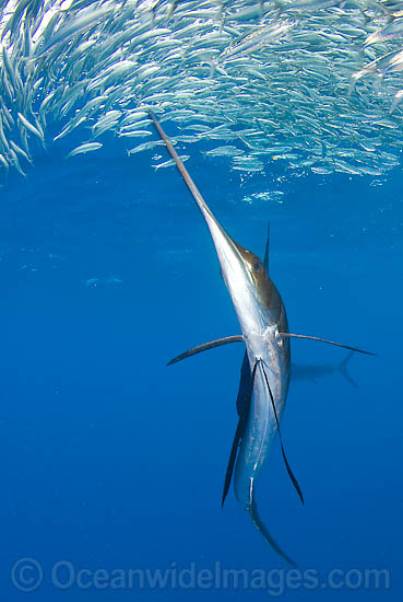 Sailfish feeding on schooling sardines photo