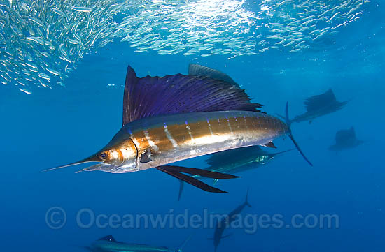 Sailfish feeding on sardines photo Sailfish feeding on sardines photo
