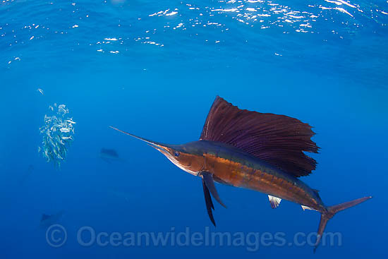 Sailfish feeding on schooling sardines photo