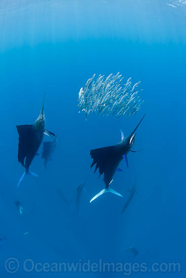 Sailfish feeding on sardines photo