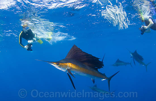 Snorkel divers observing Atlantic Sailfish (Istiophorus albicans) feeding on schooling Sardines. Also known as Billfish. Found in the Atlantic Oceans and the Caribbean Sea. Photo - Chris & Monique Fallows Snorkel divers observing Atlantic Sailfish (Istiophorus albicans) feeding on schooling Sardines. Also known as Billfish. Found in the Atlantic Oceans and the Caribbean Sea. Photo - Chris & Monique Fallows