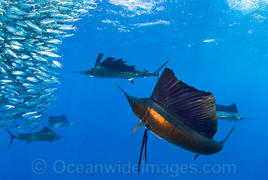 Sailfish feeding on sardines photo