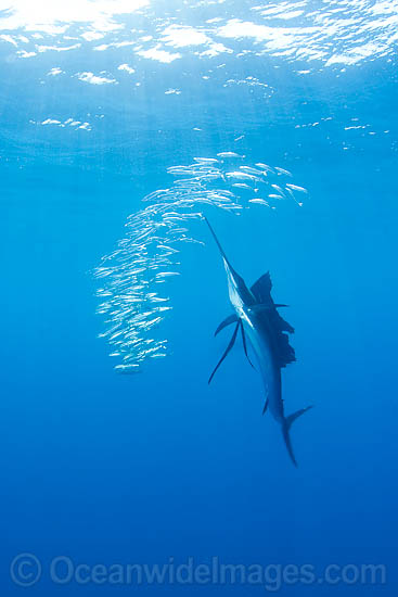 Sailfish feeding on sardines photo Sailfish feeding on sardines photo