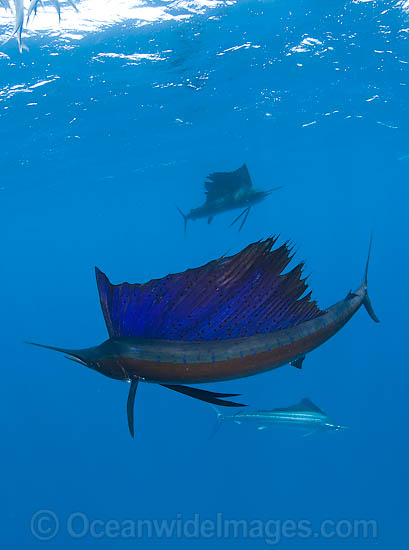 Atlantic Sailfish photo