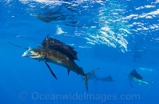 Sailfish feeding on sardines photo