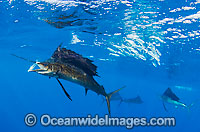 Sailfish feeding on sardines Photo - Chris & Monique Fallows