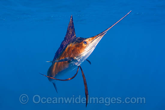 Atlantic Sailfish Istiophorus albicans photo