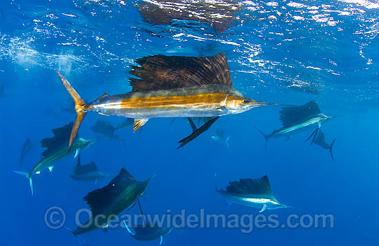 Large group of Sailfish photo Large group of Sailfish photo
