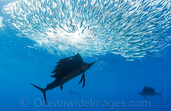 Sailfish feeding on sardines photo