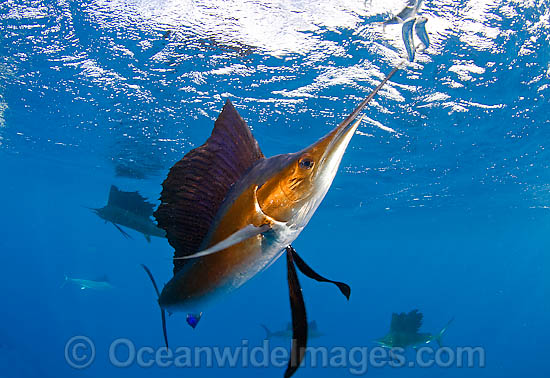 Sailfish feeding on sardines photo