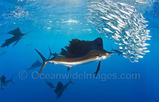 Sailfish feeding on sardines photo