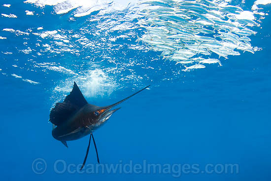 Sailfish feeding on sardines photo