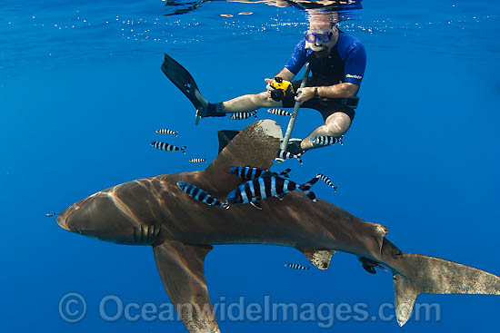Snorkel diver observing Oceanic Whitetip Shark (Carcharhinus longimanus). This oceanic shark is found worldwide in tropical and temperate seas. Photo taken in Mozambique Channel, located between the island of Madagascar and southeast Africa, Indian Ocean Photo - Chris & Monique Fallows