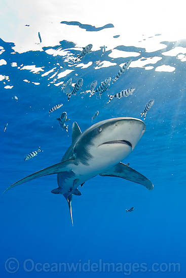 Oceanic Whitetip Shark photo Oceanic Whitetip Shark photo