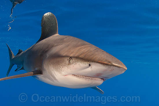 Oceanic Whitetip Shark (Carcharhinus longimanus). This oceanic shark is found worldwide in tropical and temperate seas. Photo taken in Mozambique Channel, located between the island of Madagascar and southeast Africa, Indian Ocean Photo - Chris & Monique Fallows