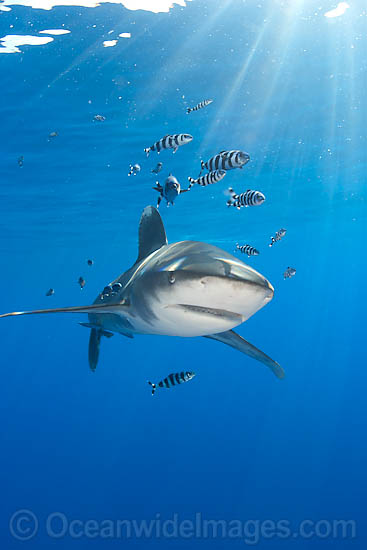 Oceanic Whitetip Shark (Carcharhinus longimanus). This oceanic shark is found worldwide in tropical and temperate seas. Photo taken in Mozambique Channel, located between the island of Madagascar and southeast Africa, Indian Ocean Photo - Chris & Monique Fallows