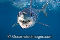 Shortfin Mako Shark Isurus oxyrinchus Photo - Chris & Monique Fallows